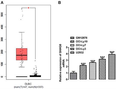 LncRNA SNHG8 Promotes Proliferation and Inhibits Apoptosis of Diffuse Large B-Cell Lymphoma via Sponging miR-335-5p